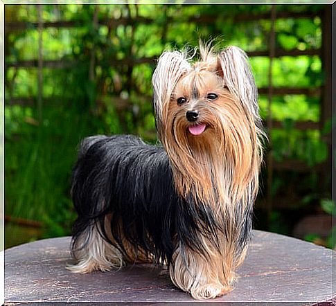 yorkshire-terrier